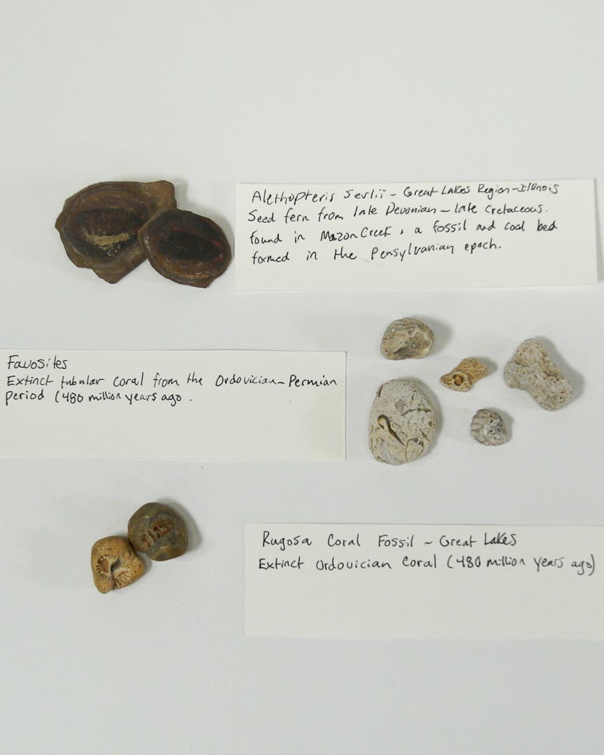 Three different fossils